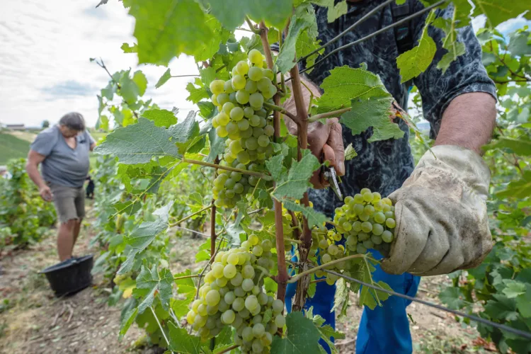 Race on to save grape harvests